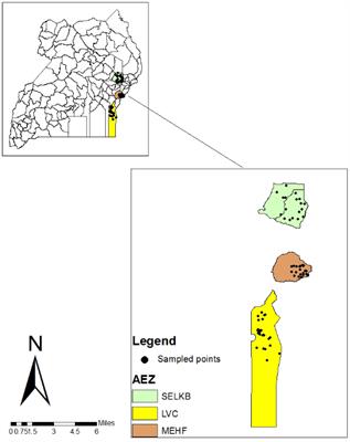 Composition and spore abundance of arbuscular mycorrhizal fungi in sweet potato producing areas in Uganda